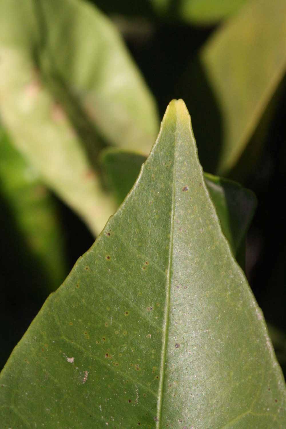              Margin (Riverside, CA)       